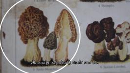 Urška Aplinc - Čarovniški risi, gobe