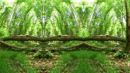 Jatun Risba - P-ostajati drevo Poliptih (Pomlad)
