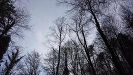 Jatun Risba - Be-coming Tree in Winter (trailer)