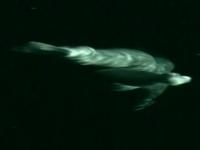 Nataša Prosenc Stearns - Swimming the Dark