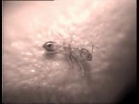 Damijan Kracina - The Ant