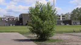 Danilo Milovanović - Urban Plants Cu(l)t