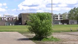 Danilo Milovanović - Urban Plants Cu(l)t