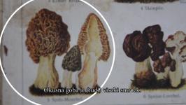Urška Aplinc - Fungus, fungi