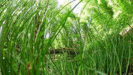 Jatun Risba - P-ostajati drevo (2020-21)