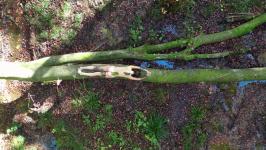 Jatun Risba - P-ostajati drevo (2020-21)